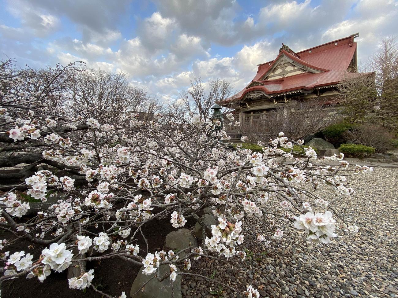 日本で最も遅くに咲く桜として知られる、根室のチシマザク